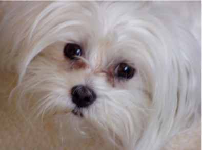 Blink'n Dog